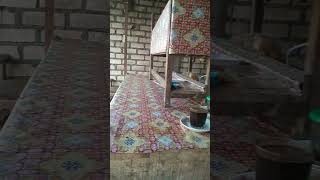 Download lagu nongkrong di warung kopi mp3 Download lagu nongkrong di warung kopi mp3