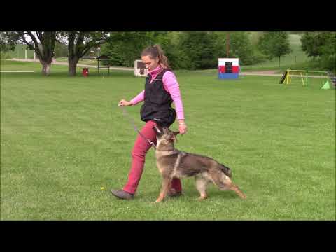 Taffy z Jukasu - obedience 8,5 months - 5/2019