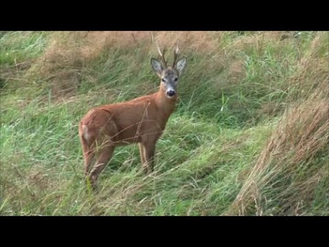 Spotkałem myśliwych - odcinek 147 Ruja już się kończy