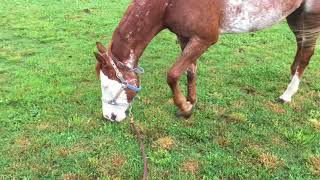 Socketts Harlequin 5/20/28