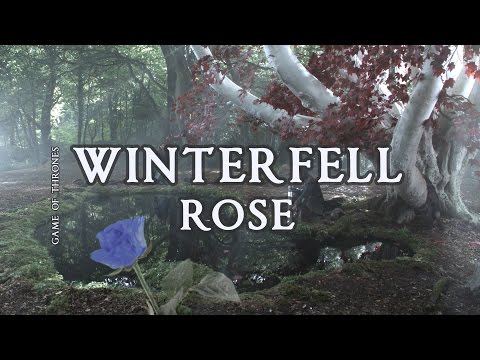 The Starlings - Winterfell Rose (Game of Thrones)