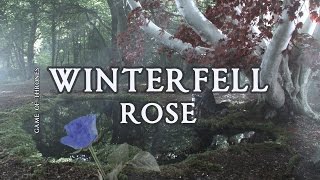 The Starlings - Winterfell Rose (Game of Thrones)