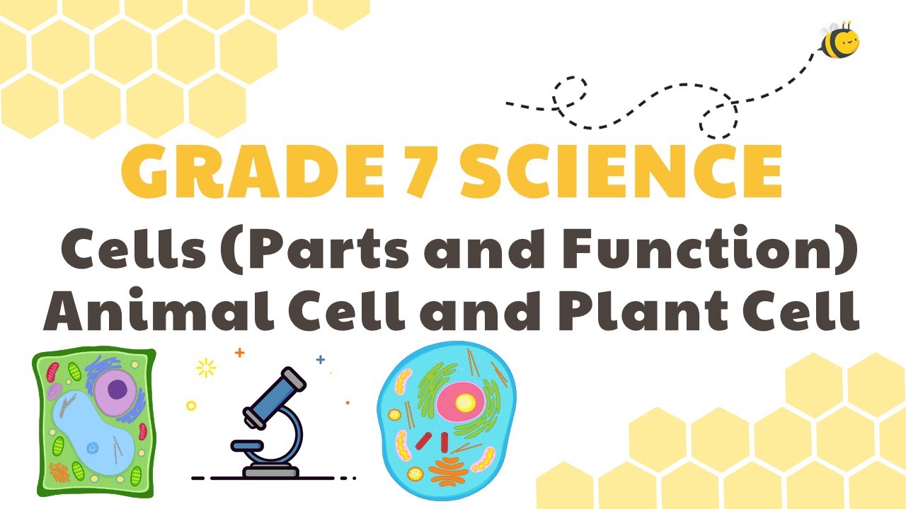 Cells (Parts and Functions), Plant and Animal Cell | Grade 7 Science DepEd MELC Quarter 2 Module 4