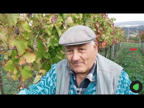 Orticalab - vendemmia de "Il Cancelliere" a Montemarano