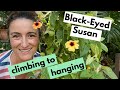 Vining Plants Outside - Black Eyed Susan | Turning a Root Bound Climber into a Hanging Plant