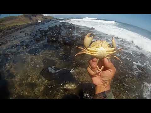 Hawaii spotted reef crab