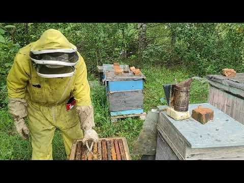 Что нужно знать о работе после откачки мёда  и подготовке к зиме. Советы по подготовке пчёл к зиме.