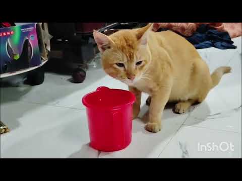 Khane ke liye kesa kar rahi hai