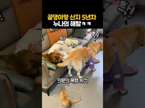 골댕이랑 산지 5년차 누나의 해탈 #리트리버 #골든리트리버 #골댕이 #강아지 #댕댕이 #유머 #반려견일상 #웃긴영상 강아지쇼츠 #동물