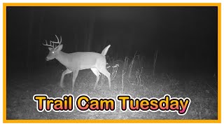 Trail Cam Tuesday - January 7, 2025