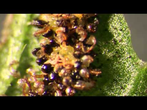 A grouping of fern sporangia hurling spores, video #2