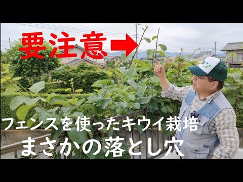 キウイベリー、ミニキウイ 植物