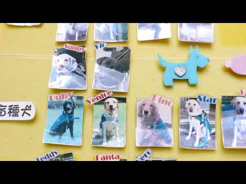 惠光導盲犬學校 讓牠成為你的眼