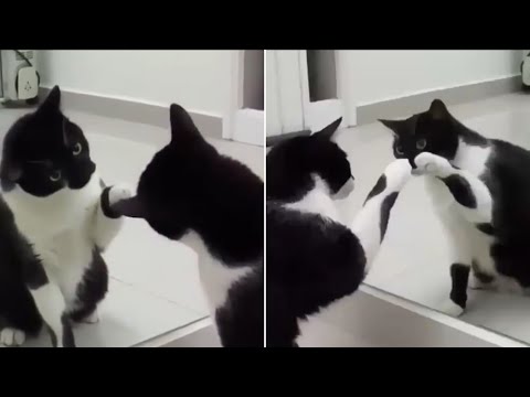 Funny Cat Saw Himself in Mirror for the First Time