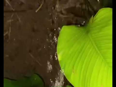 Peeing in the soil | Real men urinating