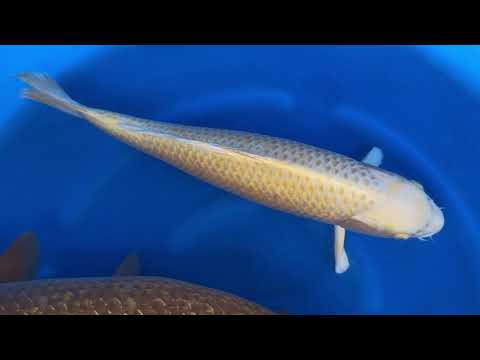 JKS 42 Marudo 67 cm gr Chagoi 60 cm Yamabuki