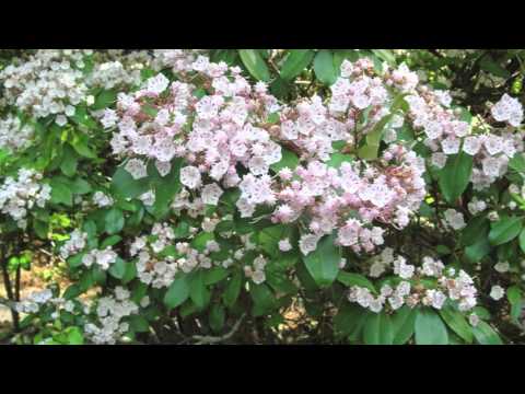Fast Growing Kalmia Latifolia Shrubs