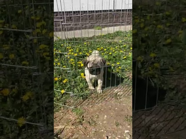 Pug cachorro en venta