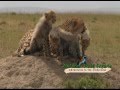 Kenya Safari Holidays