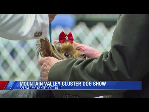 Mountain Valley Cluster Dog Show brings five days of canine competition to Salem