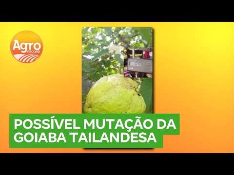 Goiabeira em Formosa (GO) produz frutos gigantes com peso de até 1 quilo | Agro Record DF