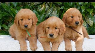 Video preview image #1 Golden Retriever Puppy For Sale in NEW HOLLAND, PA, USA