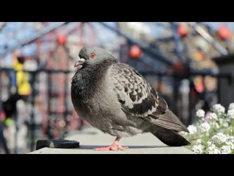 Beautiful Forest Wildlife in VR180 🦌 Deer & Elk - Relaxing 3D Virtual Reality Experience ,