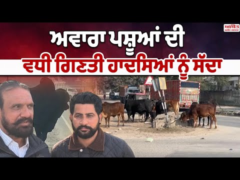 ਗਊ ਸੈਸ ਲੈਣ ਦੇ ਬਾਵਜੂਦ ਵੀ ਕਿਉਂ ਘੁੰਮ ਰਹੇ ਹਨ ਸੜਕਾਂ 'ਤੇ ਅਵਾਰਾ ਪਸ਼ੂ 