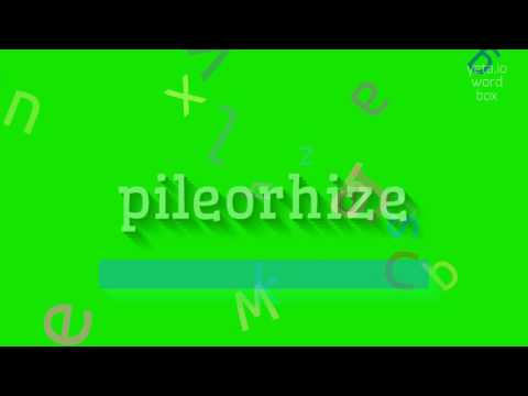 HOW TO PRONOUNCE PILEORHIZE? #pileorhize