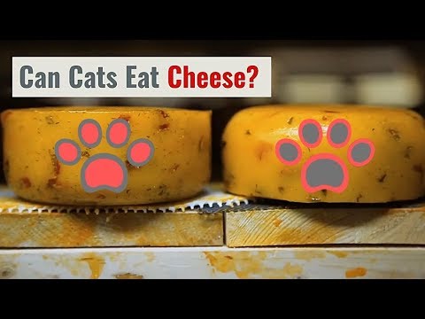 Can Cats Eat Cheese and What Happens If They Do - YouTube