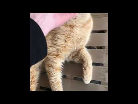 the outside cats and darien