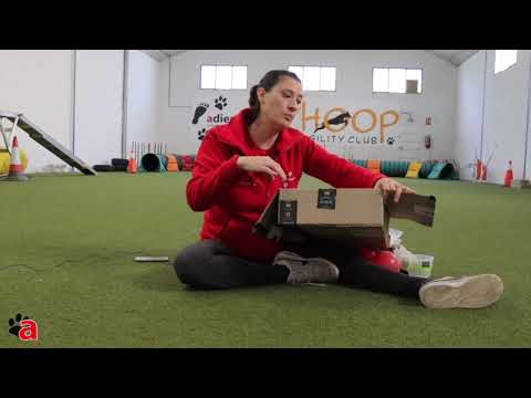 Juegos caseros para perros