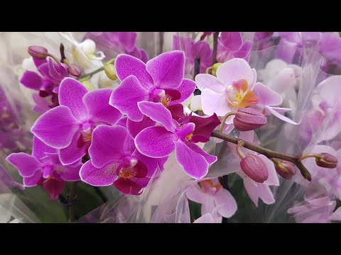 Обалденные ОРХИДЕИ мини и стандарт фаленопсис LEROY MERLIN ЛЕРУА МЕРЛЕН орхидея orchid phalaenopsis