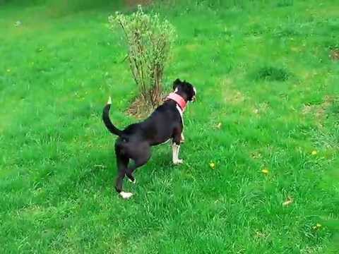 Amstaff Zein si Sarah