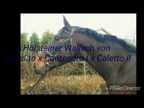 4-jähriger Holsteiner Wallach von Casalito x Contendro I x Caletto II