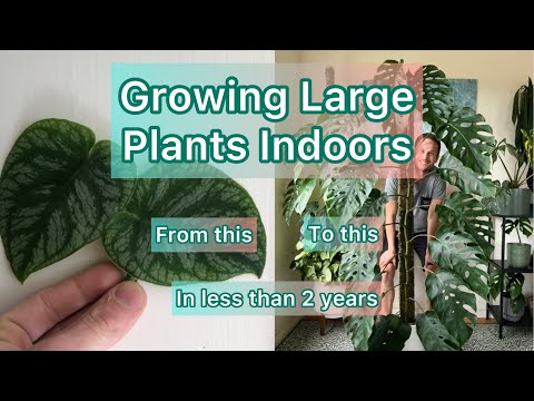 Growing Large Plants Indoors #tutorial #monsteradubia