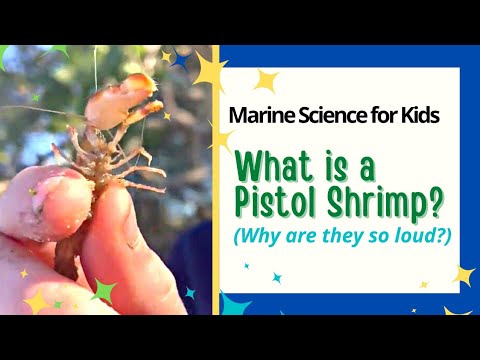 MARINE SCIENCE FOR KIDS: What is a Pistol Shrimp? (Why are they so loud??)
