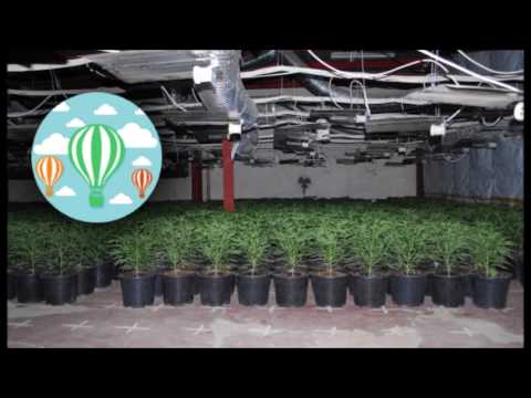 Nightcore - Kde ty kytky jsou