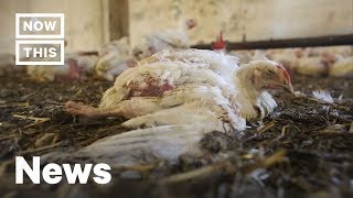 Undercover Footage Reveals Horrible Conditions of McDonald's Chickens | NowThis