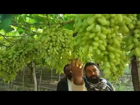 @IndianFarmings Grapes variety RK