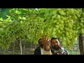 IndianFarmings Grapes Variety RK