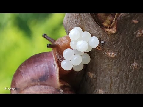 Snail Laying Eggs - How Do Snails Lay Eggs