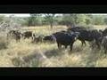 African Safari Part 1