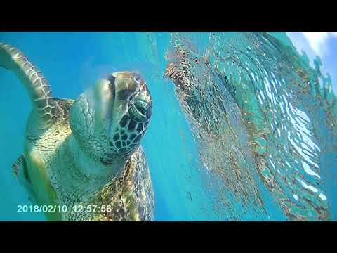 Żółw morski zjadający meduzę w środowisku naturalnym Marsa Alam