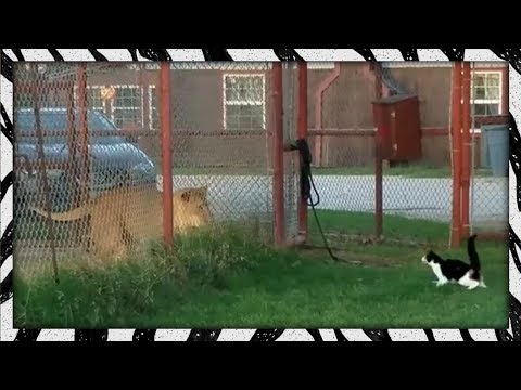 Brave/Insane Cat Squares Up To Lion