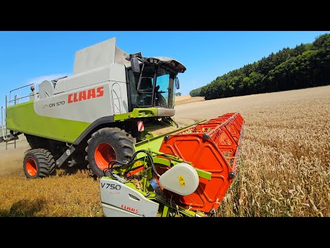 Claas Lexion 570 Harvester mit V 750 beim Weizen dreschen 2024