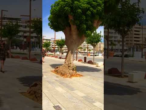 IBIZA - Fora da Temporada 7/100: Cidade de Ibiza (Eivissa)