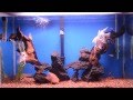 30 gallon Angel fish tank