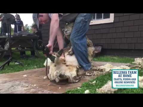 Billings Farm at Home: Sheep to Scarf Part 1 - Sheep Shearing