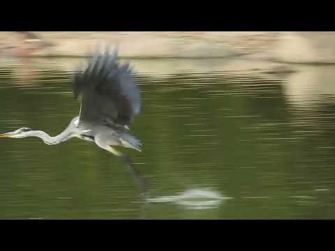 Garza Real en la laguna de los patos en Puertollano.